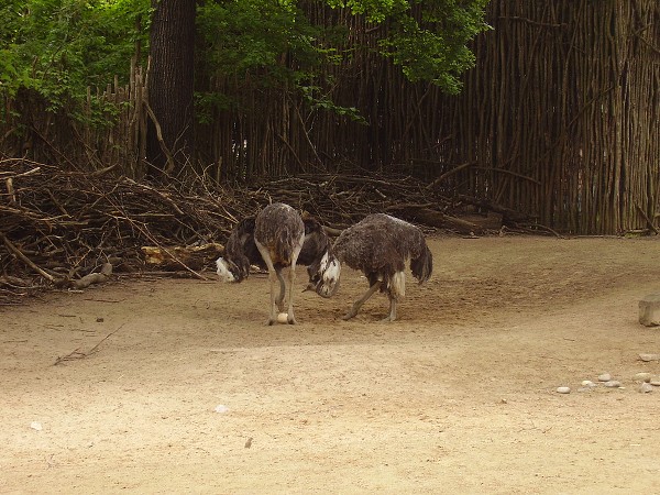 ROSDORF 2009 11