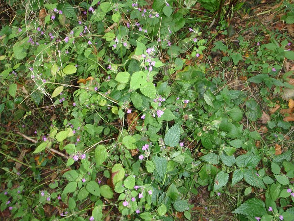 HRADISKO 1. STUPEŇ