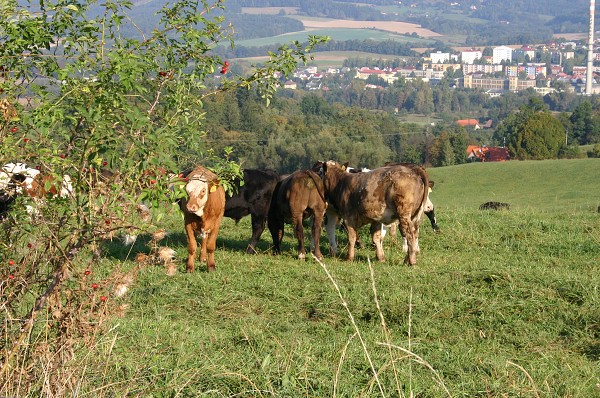 HRADISKO - STONOŽKOVÉ KILOMETRY