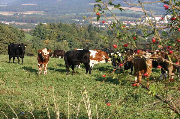 HRADISKO - STONOŽKOVÉ KILOMETRY