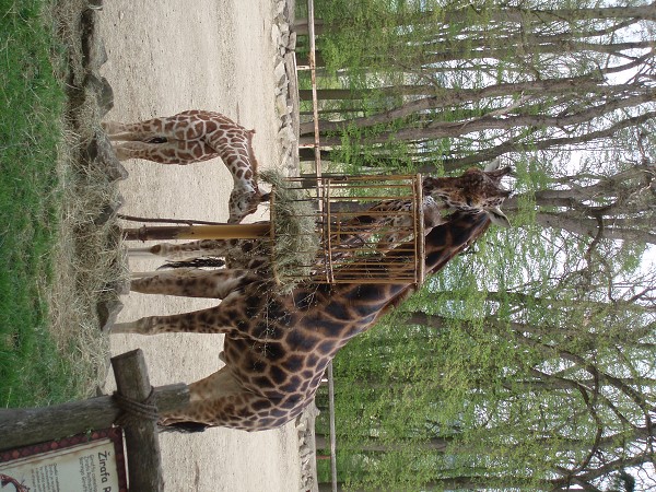 NÁVŠTĚVA ZOO